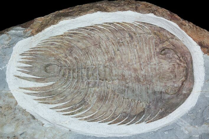 Gigantopygus Trilobite - Issafen, Morocco #92747